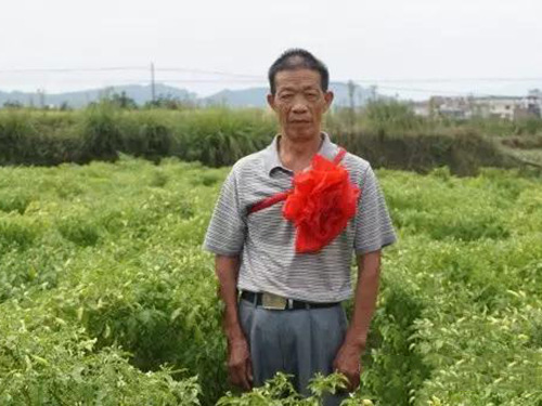 種植示范戶