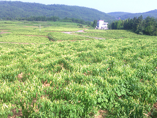 辣椒地 辣椒地